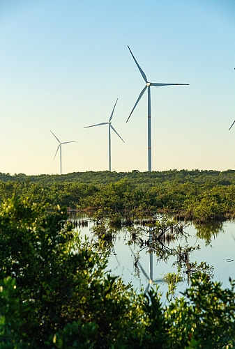 Windmills in a field